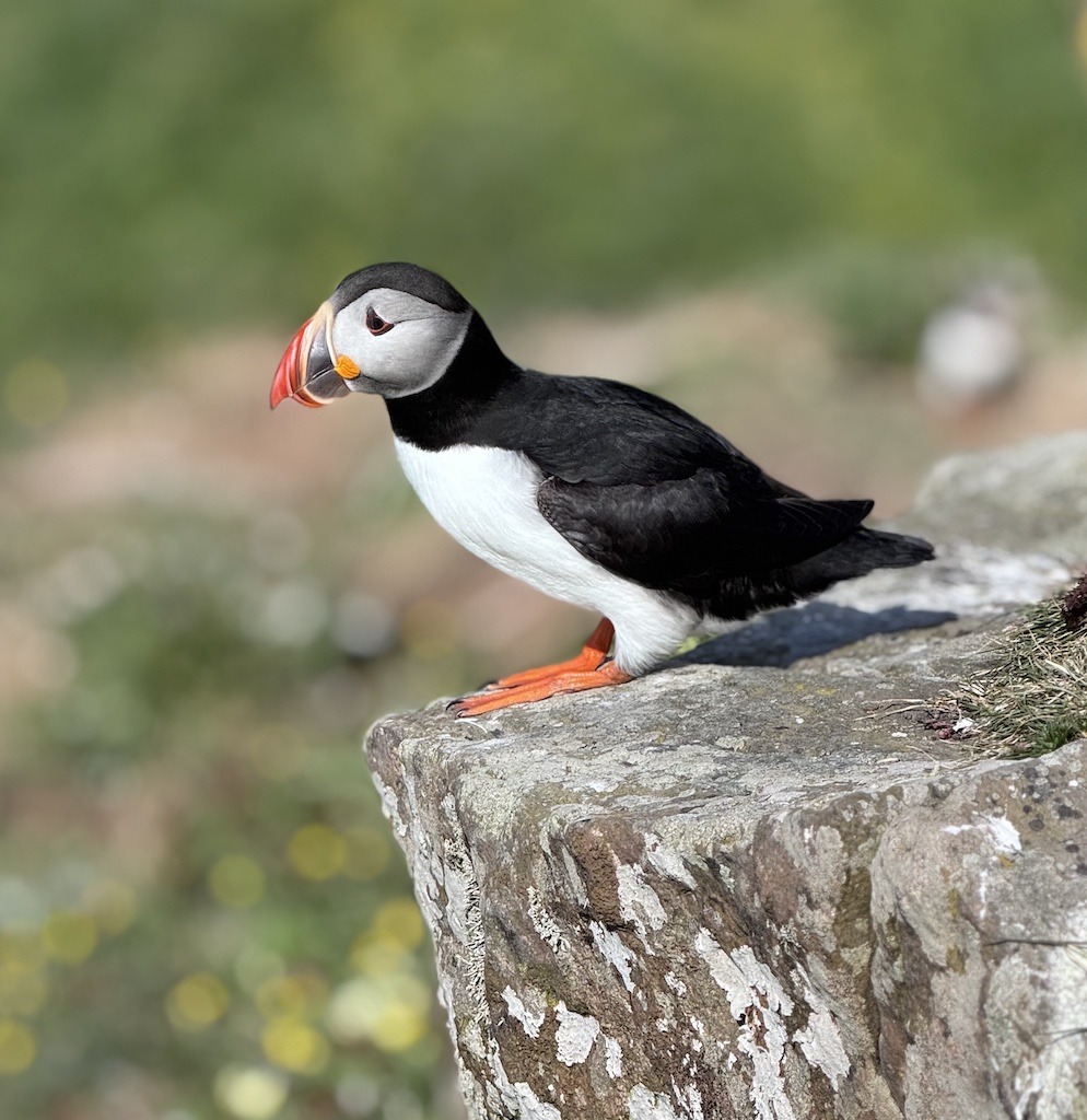 black,white and orange bird -outdoor adventure trip planning in Scotland