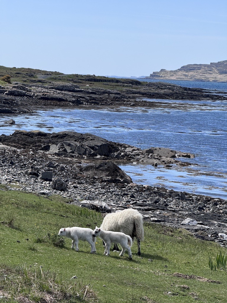 3 sheep on beach