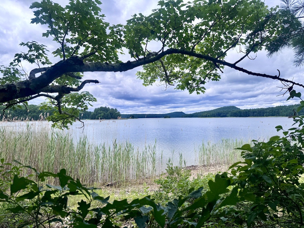 view of island under a tree
Outdoor Adventures in the Quabbin