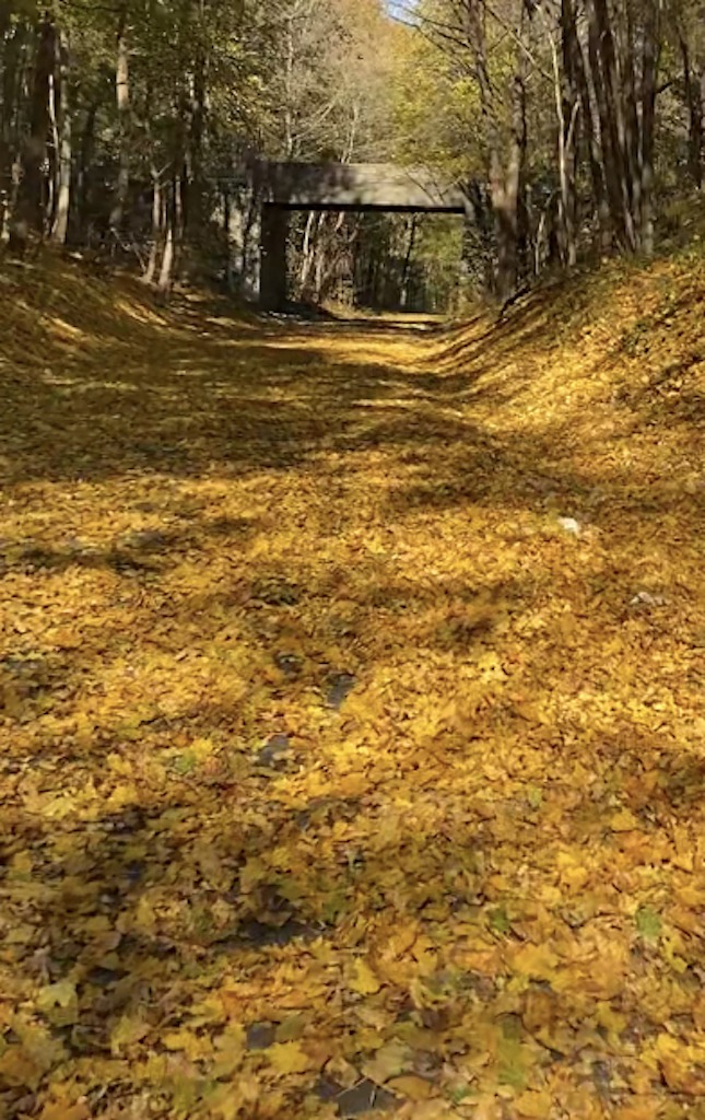 yellow leaves on rail trail-biking and camping in the Berkshires