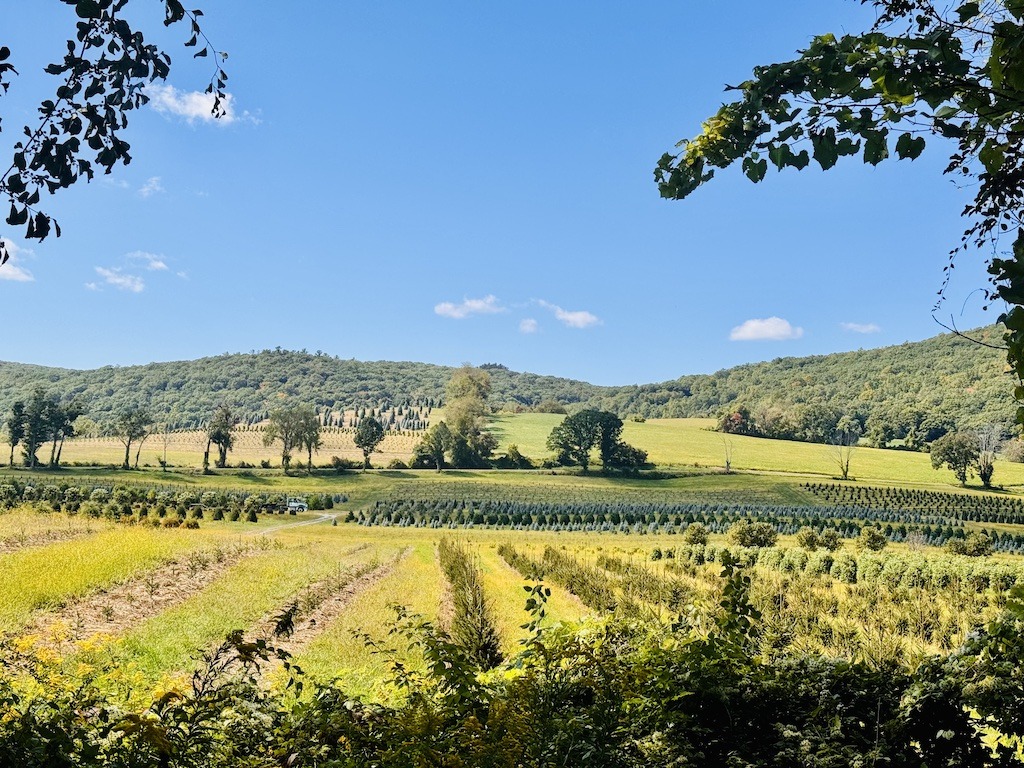 rows of trees and mountains-biking and camping in the Berkshires