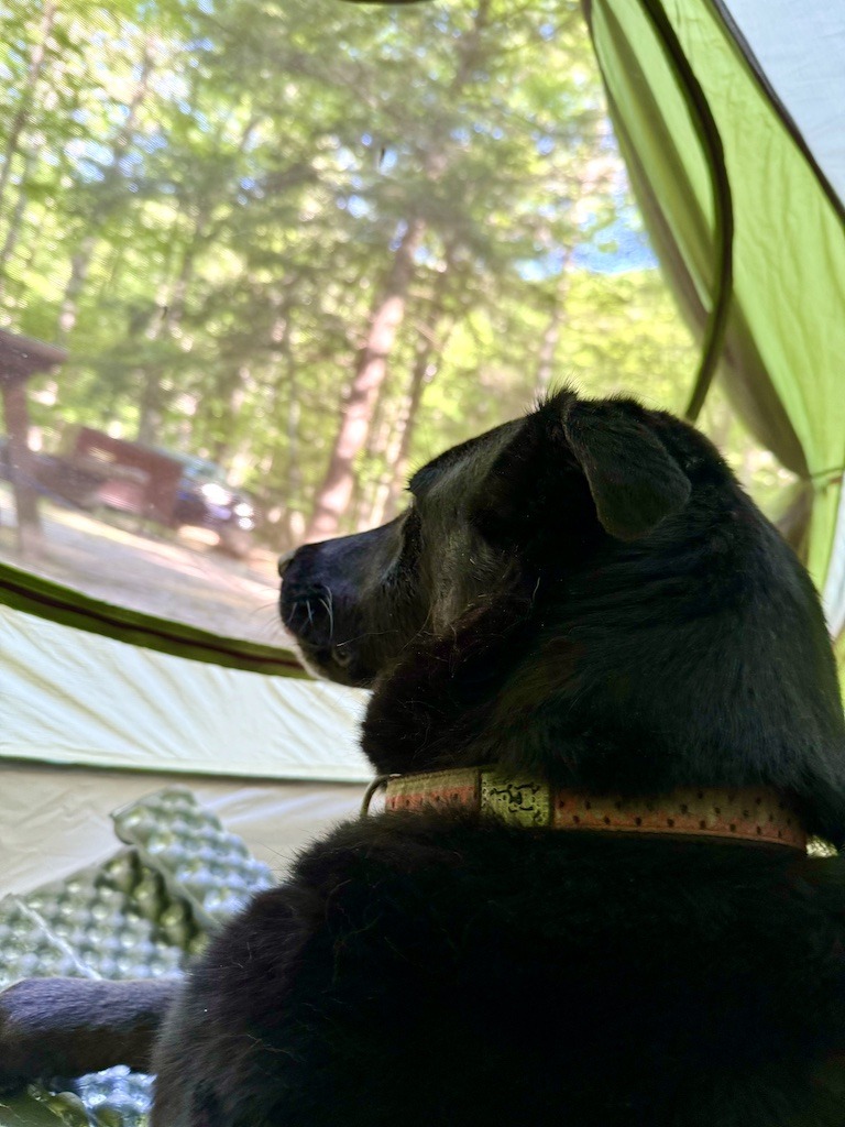 dog looking out of tent