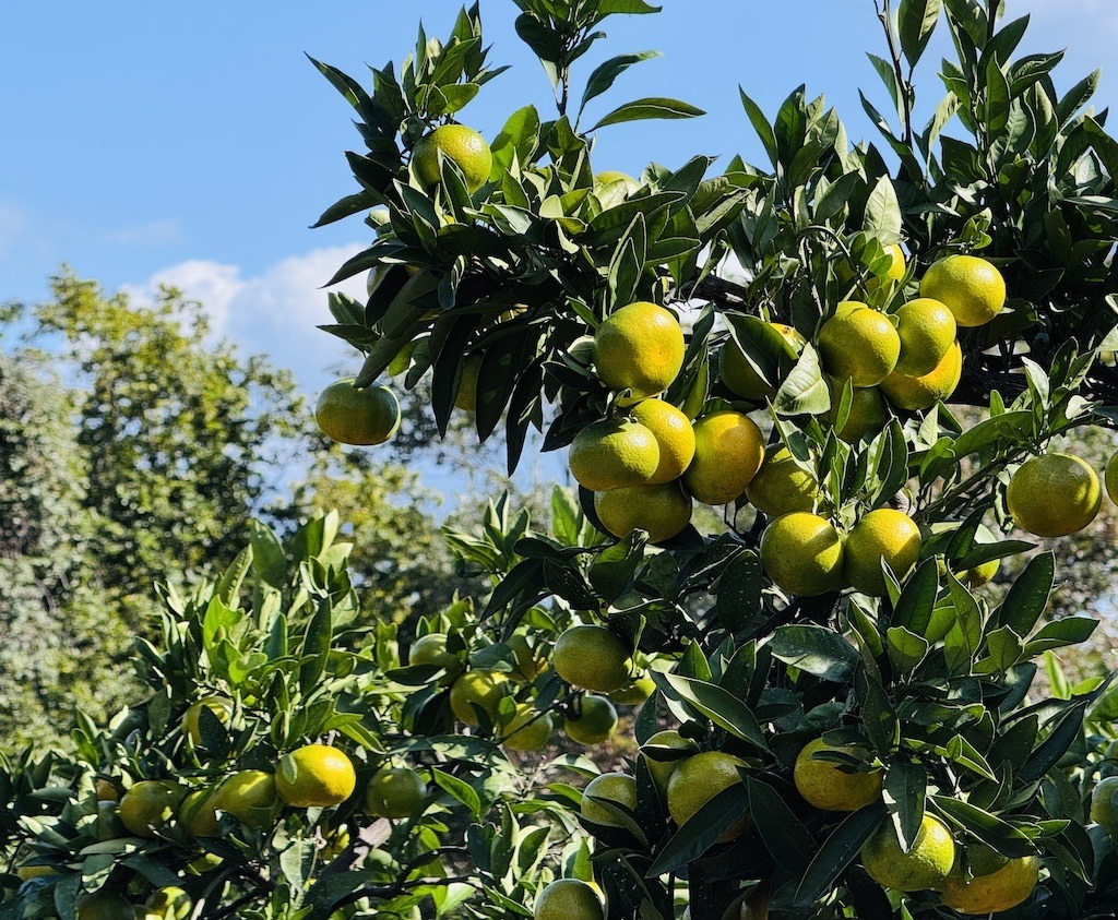 Tree with lemon-greenish lemons