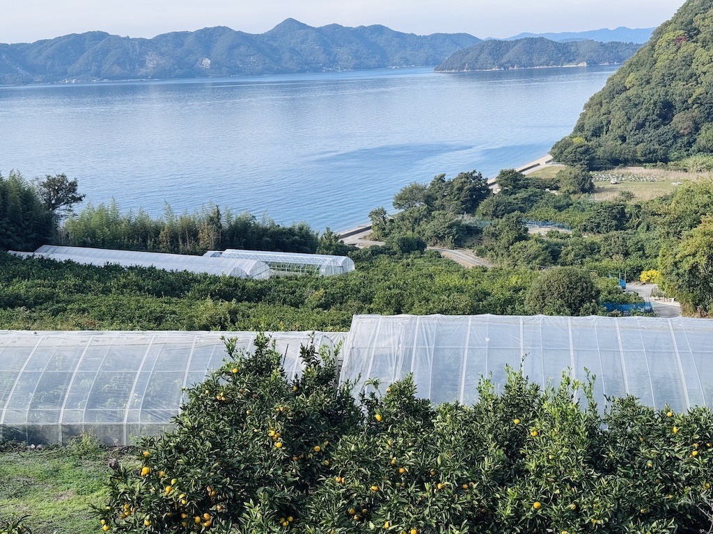 orange groves and ocean with mountain seen while biking the Shimanami Kaido