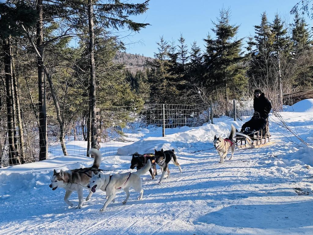 A team of 5 dogs pulls a sled with 2 people while Dogsledding in Quebec