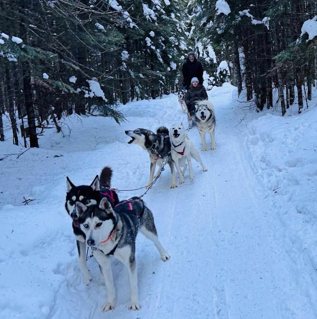 A dog sled team and mushers while Dogsledding in Quebec