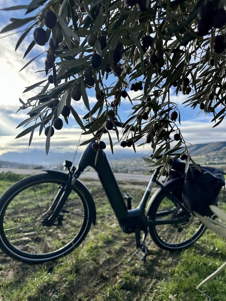 E-bike and olive tree while doing outdoor adventures in Andalusia.