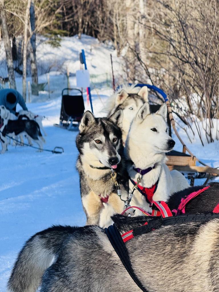 Husky dogs getting ready for Dogsledding in Quebec