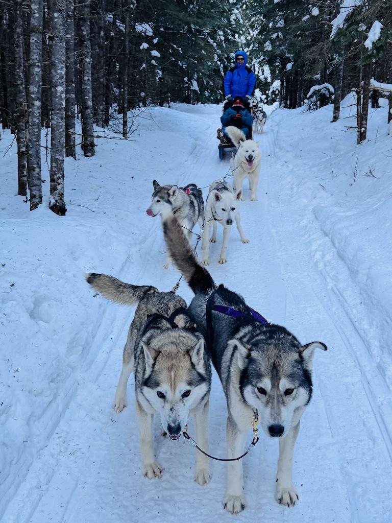 5 dogs and 2 people Dogsledding in Quebec