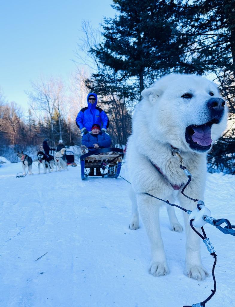 White dog ready to pull the sled while Dogsledding in Quebec