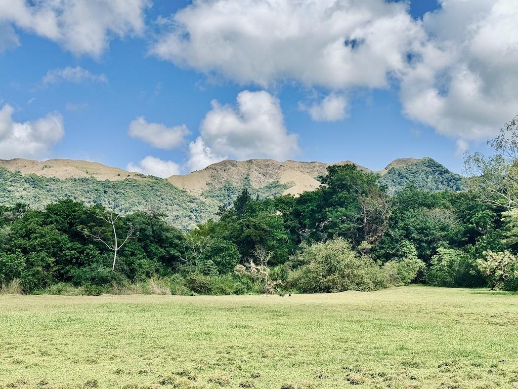 Mountain ridge with trees 