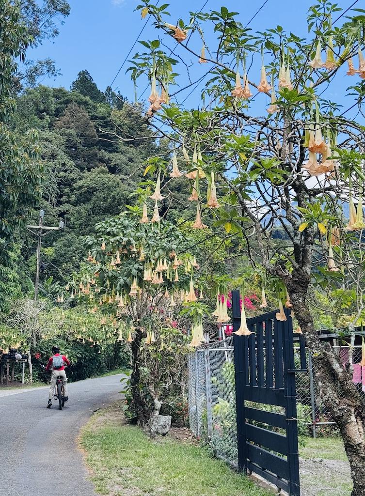 biker in red shirt and bell shaped flowers seen while E-biking in Panama