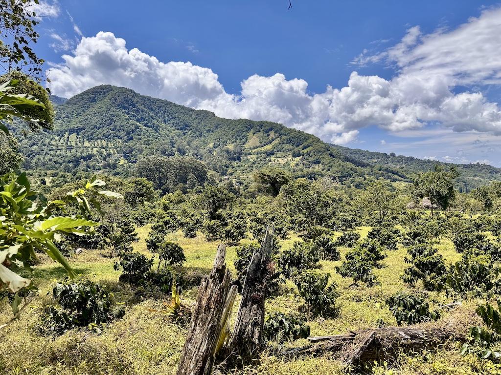 coffee trees planted in field with mountain in the background