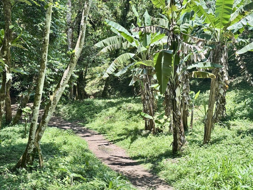 hiking trail in jungle 