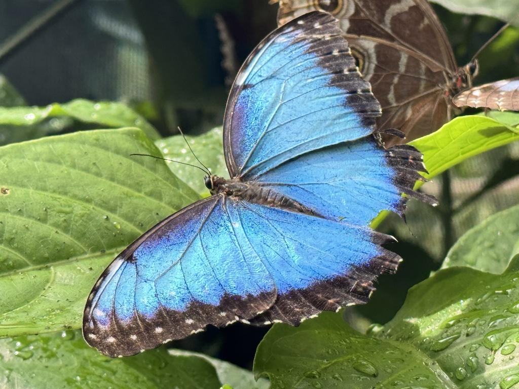 blue butterfly