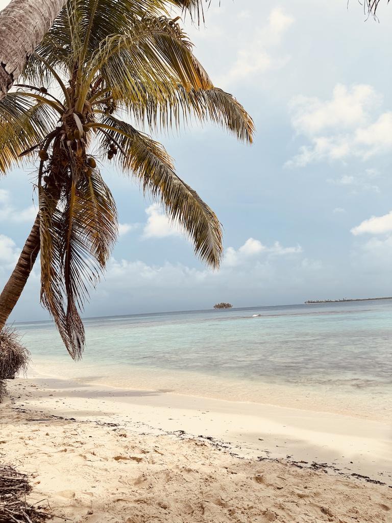palm tree and islands