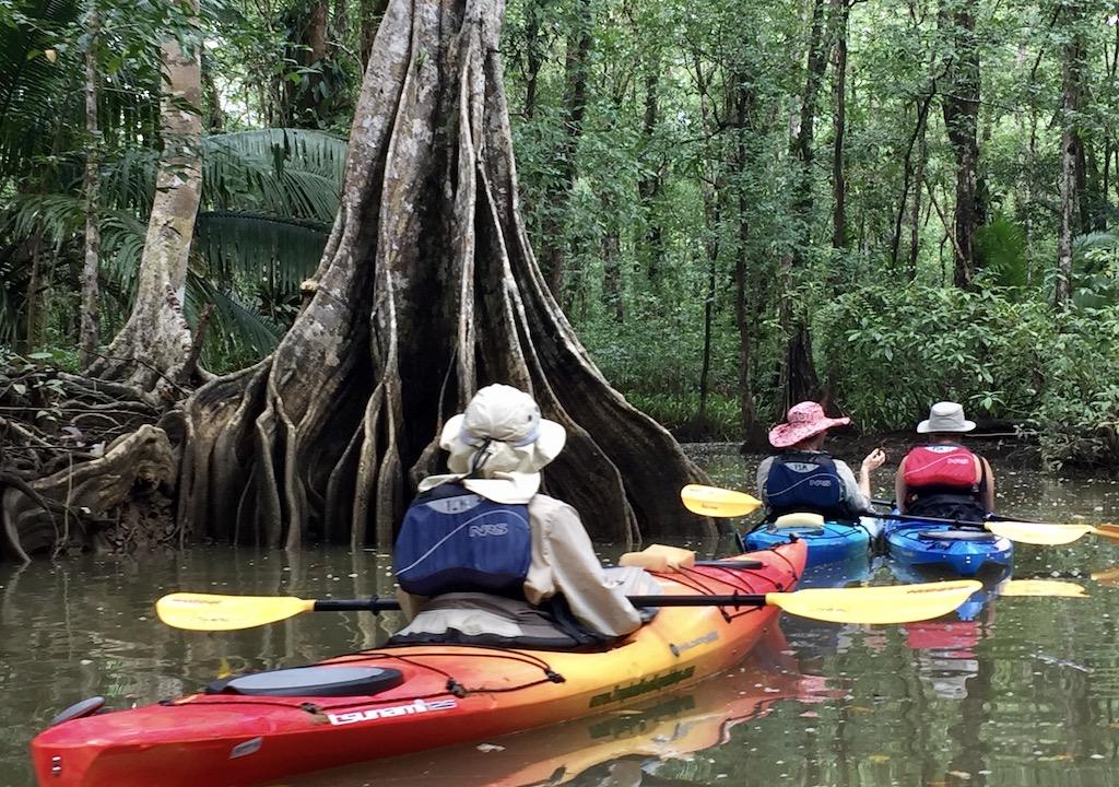 paddling in swamp with big trees on an International sea kayaking trip