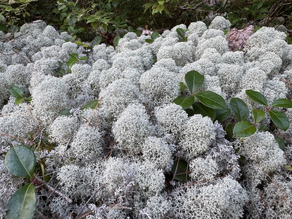 grey colored lichen