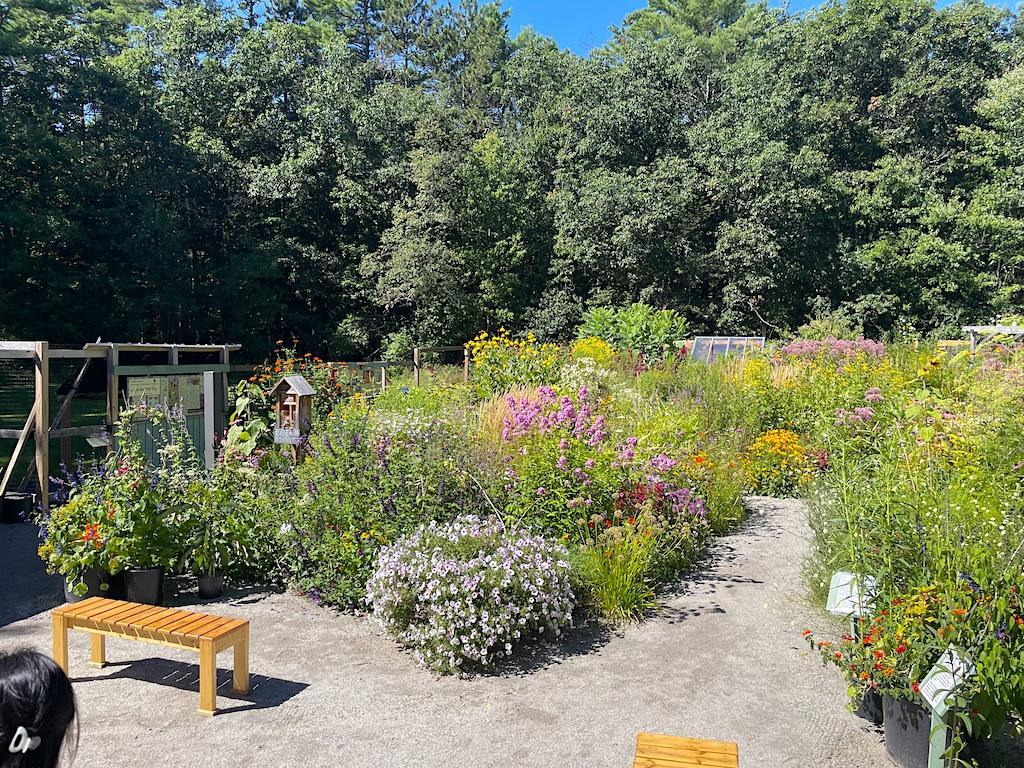 colorful flowers and bench