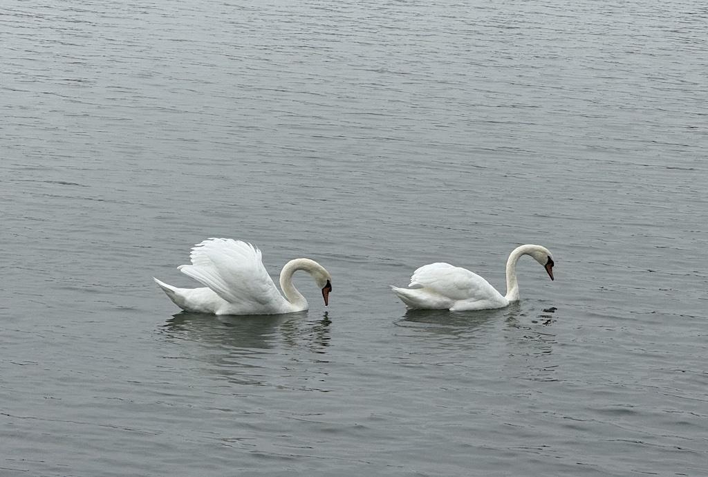 White swans seen while biking along the Danube River