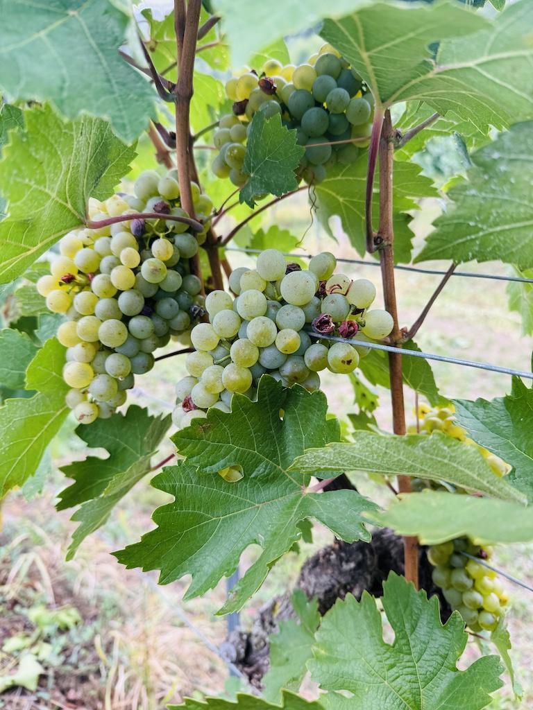 white grapes